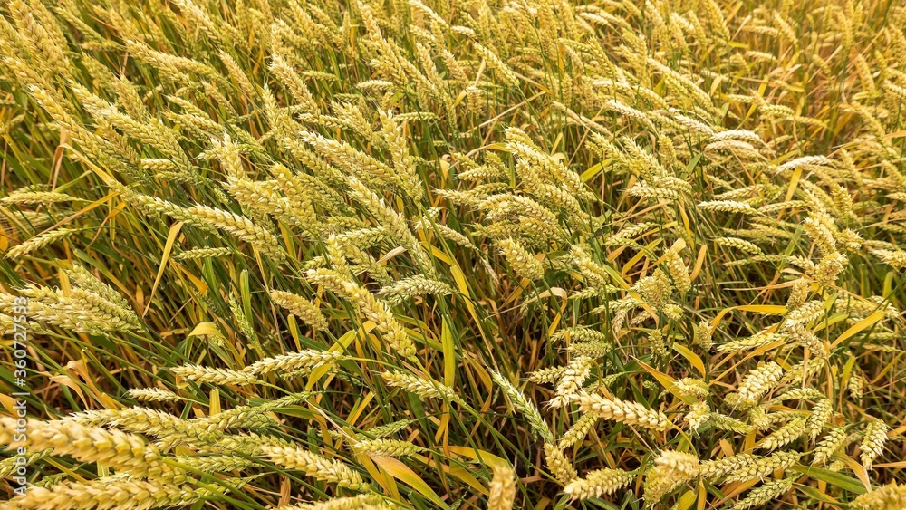field with wheat grows on a farm field with wheat grows on a farm
