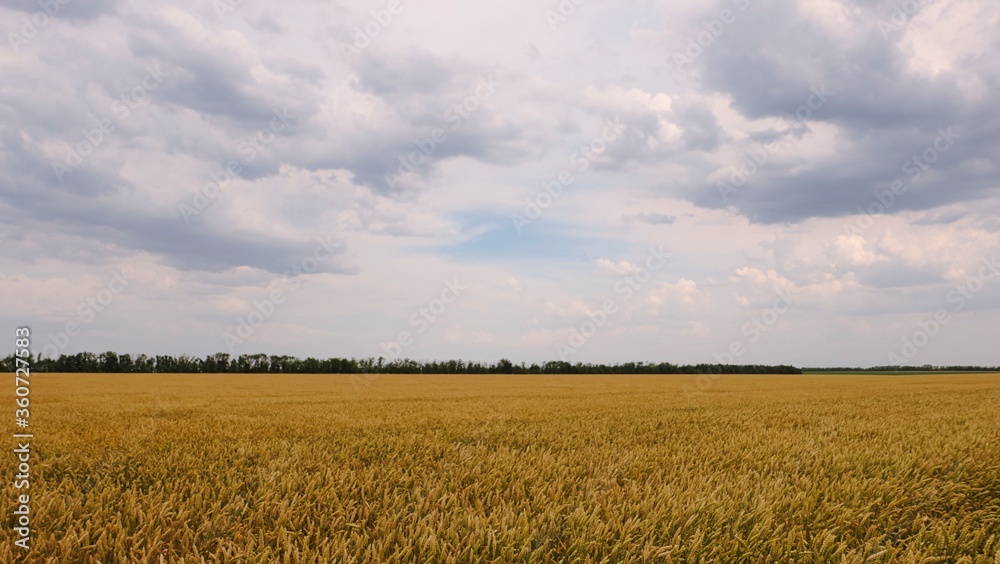 field with wheat grows on a farm