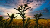 grass thistle growing on sunset background