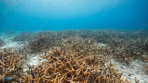 Seascape in shallow water of coral reef in Caribbean Sea / Curacao with fish, Staghorn Coral and sponge