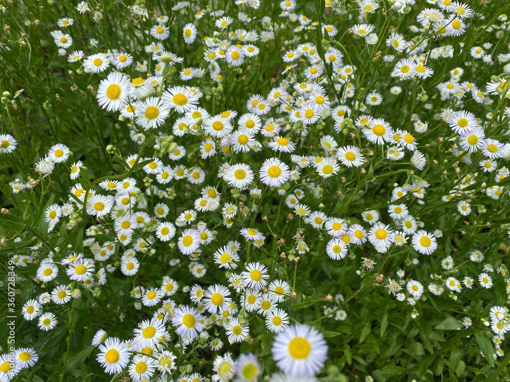 field of daisies