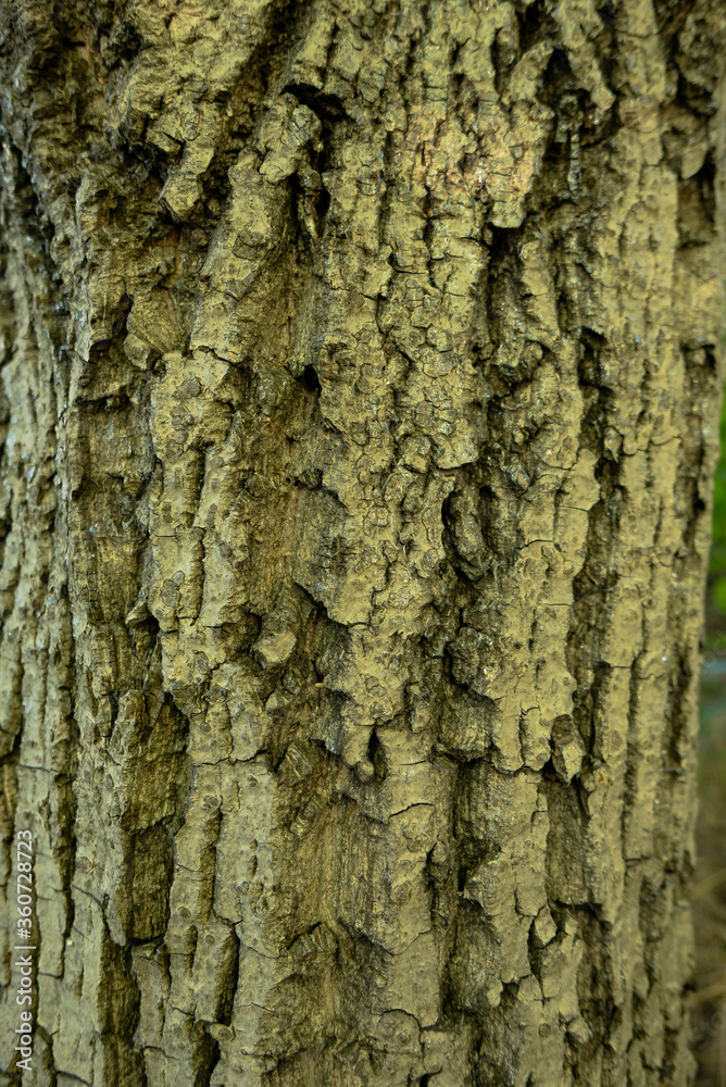 tree bark as background texture for artists tree bark as background texture for artists