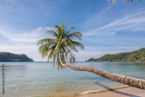 palm trees on the beach  Koh Mak beach  Koh Mak Island   Thailand.