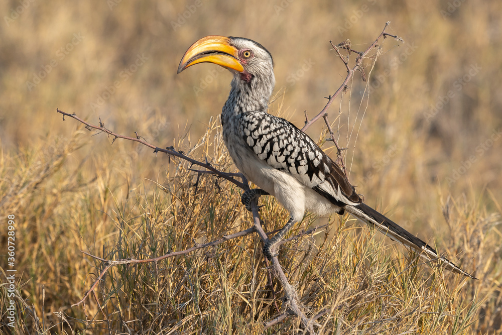 Fototapeta premium Southern Yellow-Billed Hornbill perching on the branch of a bush. Etosha National Park, Namibia..