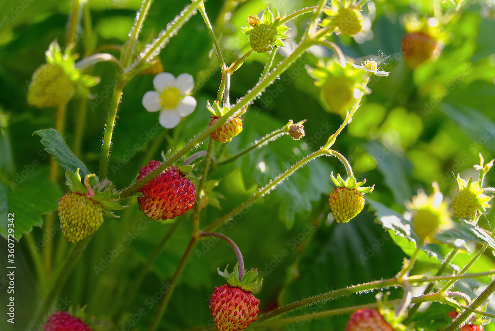 Red Fragaria Or Wild Strawberries, Growing Organic Wild Fragaria . Ripe Berry In Garden. Natural Organic Healthy Food Concept. Red Fragaria Or Wild Strawberries, Growing Organic Wild Fragaria . Ripe Berry In Garden. Natural Organic Healthy Food Concept.