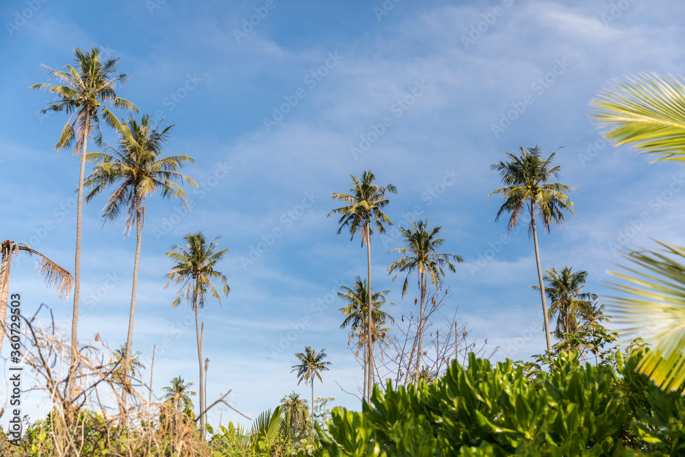 palm trees on the beach, Koh Mak beach, Koh Mak Island , Thailand.