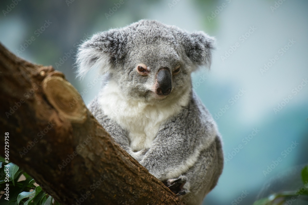 Naklejka premium koala