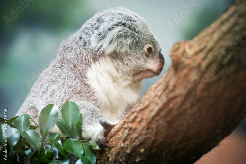 Photography koala