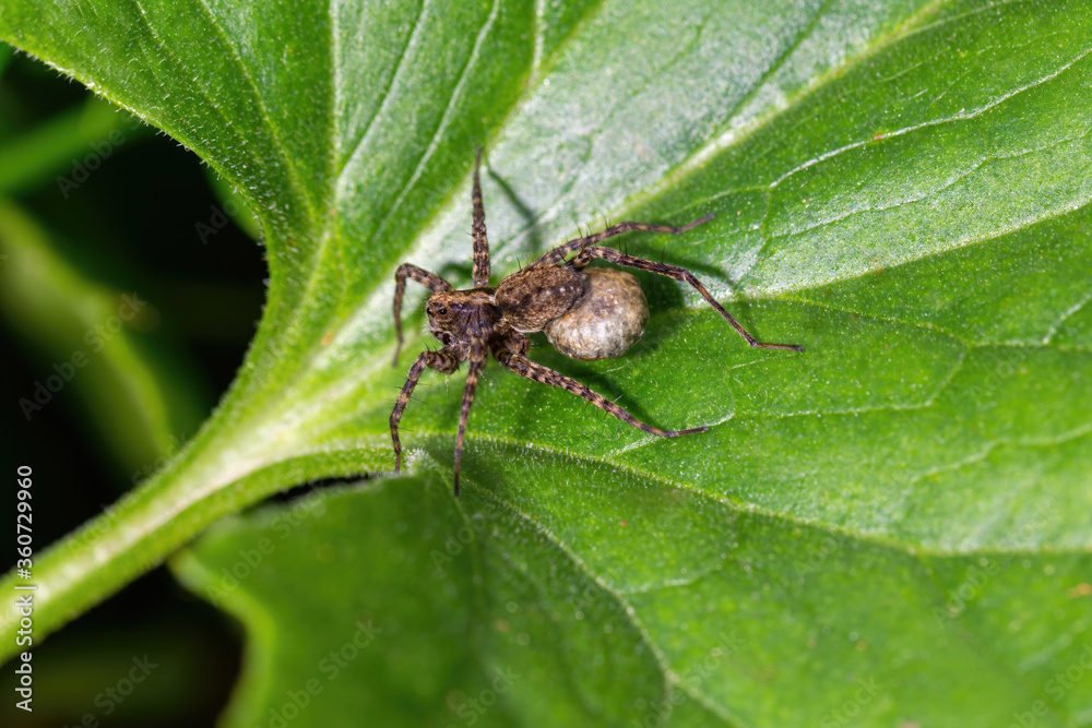 Small spider sitting on a green leaf Small spider sitting on a green leaf