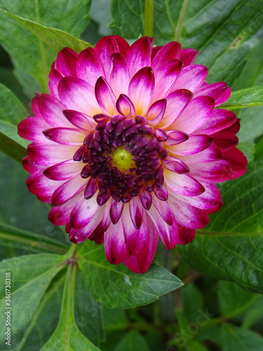 Dahlia rose et blanc