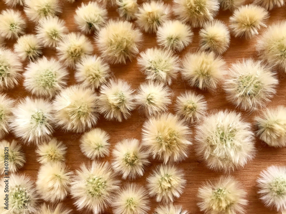 Background - small white fluffy balls of dandelions on the table. Background - small white fluffy balls of dandelions on the table.