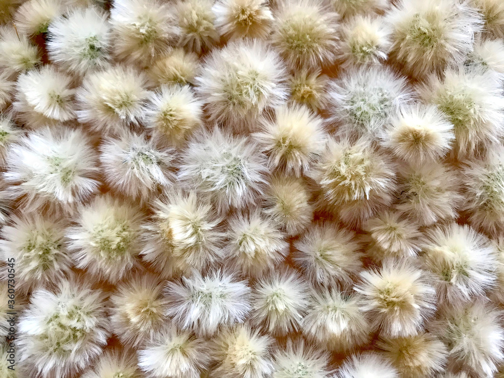 Background - small white fluffy balls of dandelions on the table. Background - small white fluffy balls of dandelions on the table.