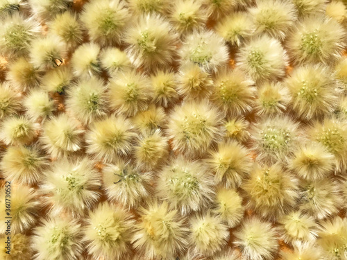 Background - small white fluffy balls of dandelions on the table.