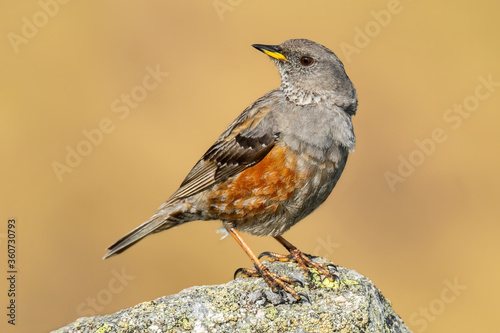 Alpine accentor (Prunella collaris), with beautiful yellow coloured background. Colorful song bird with orange feather sitting on the stone in the mountains. Wildlife scene from nature, Czech Republic