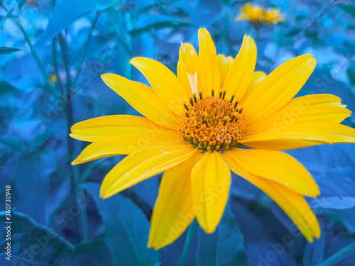 Yellow flower. Flower in garden at sunny summer or spring day. Flower for postcard beauty decoration and agriculture concept design.