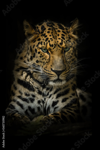 Amur leopard (Panthera pardus orientalis), with beautiful dark background. Colorful endangered animal with yellow hair sitting on the ground in the forest. Wildlife scene from nature, China
