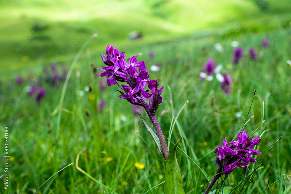 Close up view of an orchid flower Dactylorhiza majalis (Breitblättrige Knabenkraut) in the austrian alps, Vorarlberg, Austria, Europe