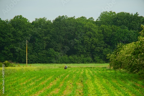 old man peasant, working cornfield near green forest,  rural village photo