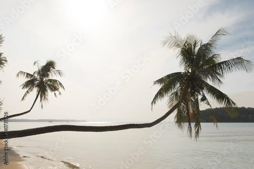 palm trees on the beach, Koh Mak beach, Koh Mak Island , Thailand.