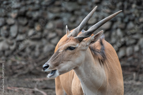 Konstfotografi Common Eland (Taurotragus oryx) is the largest of the African antelope species