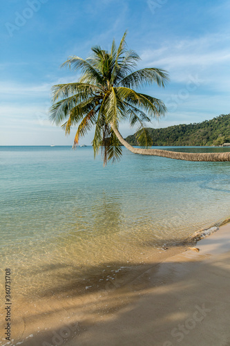 Fototapeta Naklejka Na Ścianę i Meble -  palm trees on the beach, Koh Mak beach, Koh Mak Island , Thailand.