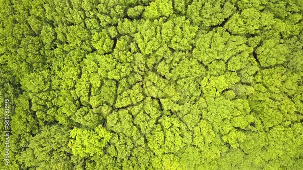 Aerial view of green forest with canopies of summer trees swaying in wind.
Aerial view of green forest with canopies of summer trees swaying in wind.