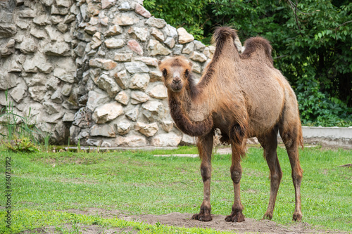 Bactrian Camel in the zoo © nedomacki