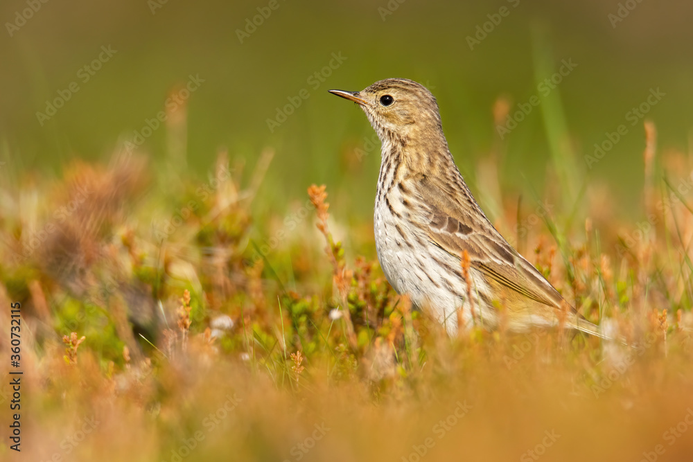 Meadow pipit (Anthus pratensis), with beautiful green coloured background. Colorful song bird with yellow feather sitting on the ground in the mountains. Wildlife scene from nature, Czech Republic