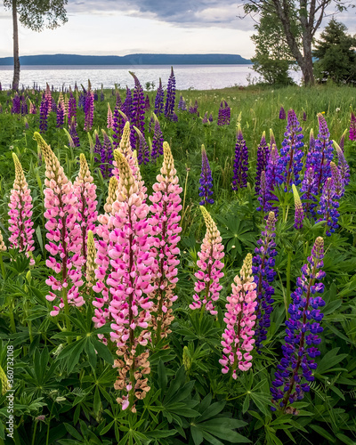 Beautiful wild lupine flowers blooming on the north shore of Lake Superior