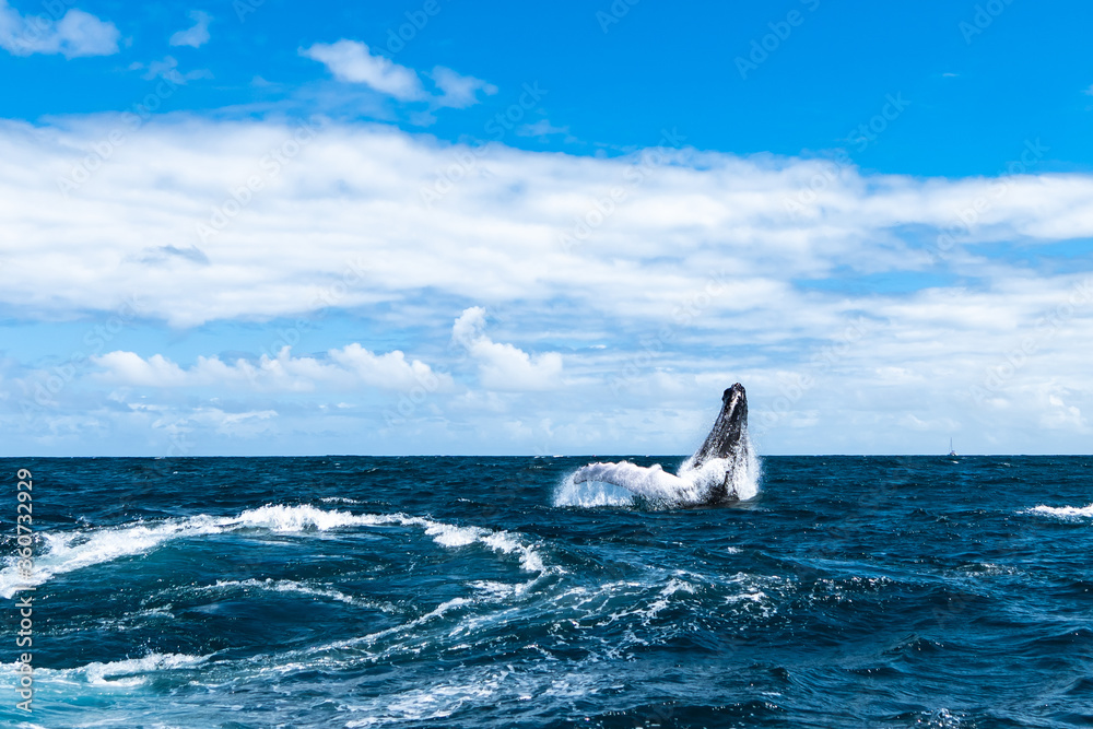 Fototapeta premium whales in the Atlantic ocean with a beautiful view