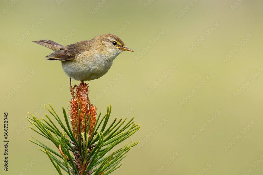 Willow warbler (Phylloscopus trochilus), with beautiful green background. Colorful songbird with yellow feather sitting on the branch in the mountains. Wildlife scene from nature, Czech Republic Willow warbler (Phylloscopus trochilus), with beautiful green background. Colorful songbird with yellow feather sitting on the branch in the mountains. Wildlife scene from nature, Czech Republic