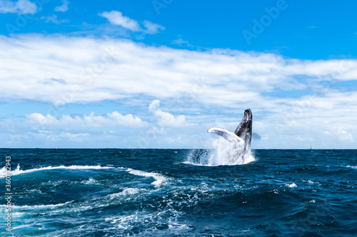 whales in the Atlantic ocean with a beautiful view