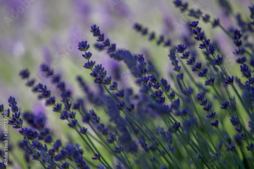 lavender flowers in the field