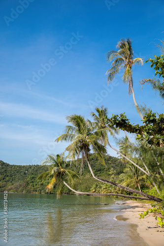 palm trees on the beach  Koh Mak beach  Koh Mak Island   Thailand.