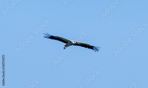 White stork   Ciconia ciconia  flying with spread wings with a tree and the blue sky in the background