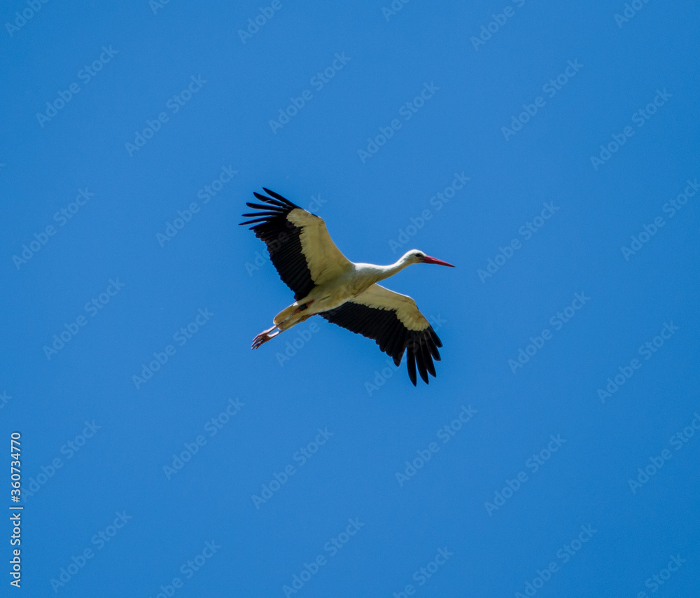 Naklejka premium White stork (Ciconia ciconia) flying with spread wings with a tree and the blue sky in the background