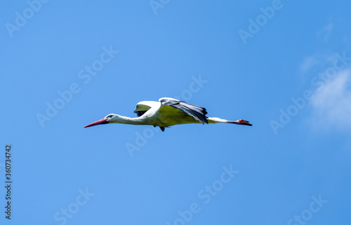 White stork (Ciconia ciconia) flying with spread wings with a tree and the blue sky in the background
