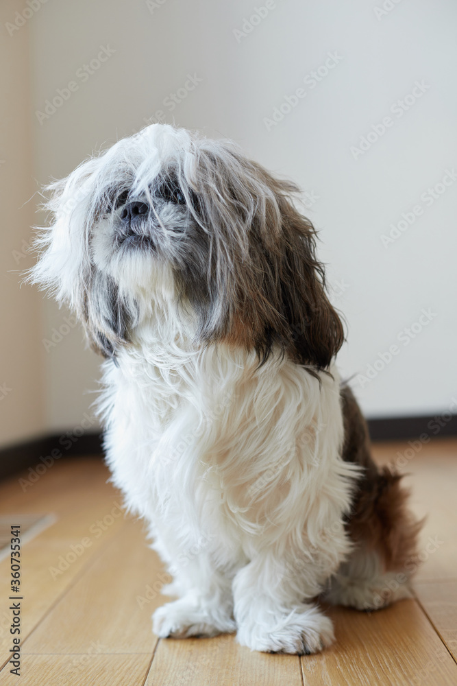 shitzu dog overgrown with long hair needed grooming shitzu dog overgrown with long hair needed grooming