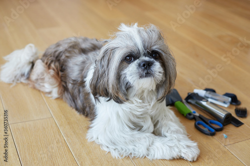 shitzu dog overgrown with long hair needed grooming