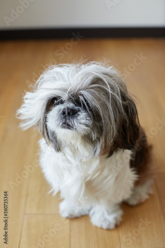 shitzu dog overgrown with long hair needed grooming