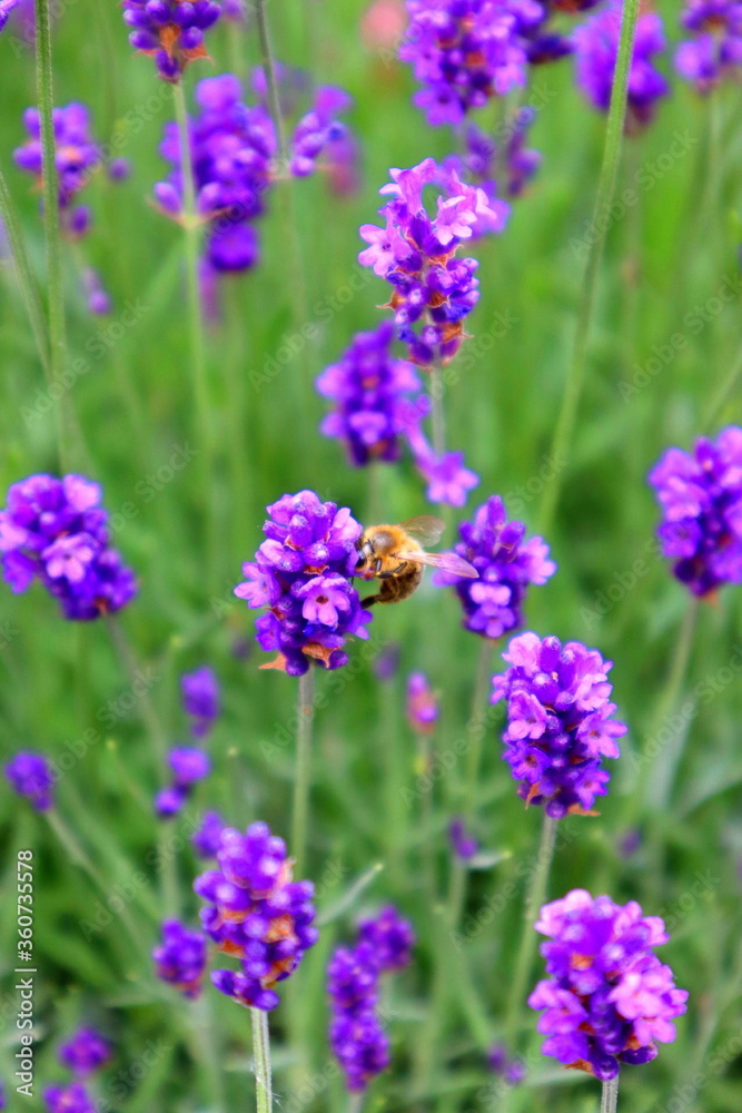 lavender flowers in the garden lavender flowers in the garden