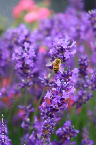 bee on lavender