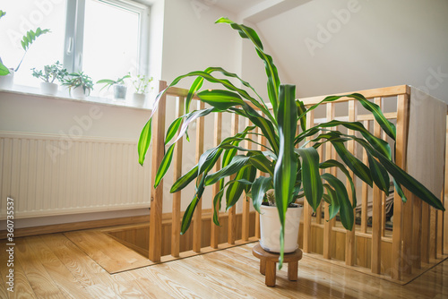 big dracaena fragrans at home  photo