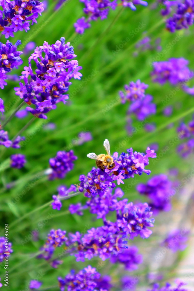 bee on lavender bee on lavender