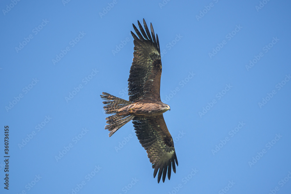 Fototapeta premium black kite against the blue sky