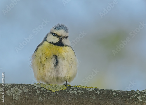 Aufgeplusterte Blaumeise photo