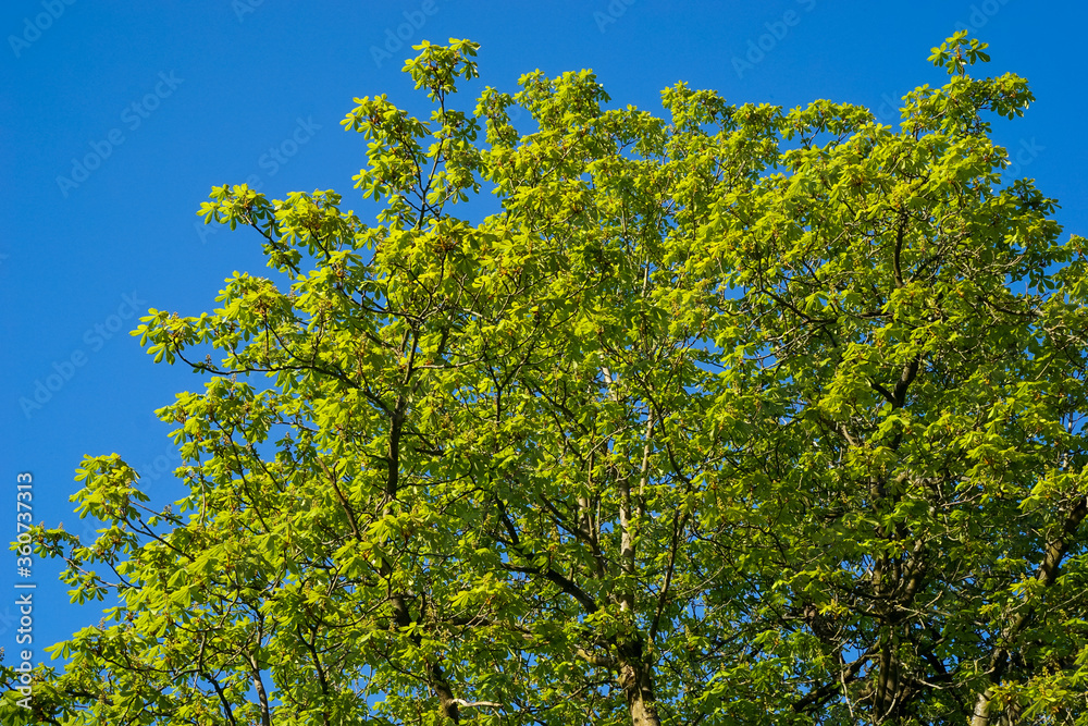 Baumwipfel Kastanie mit grünen frisch ausgetriebenen Blättern. Satte hellgrüne Blätter bei gelben Tageslicht in Bayern, Deutschland. Baumwipfel Kastanie mit grünen frisch ausgetriebenen Blättern. Satte hellgrüne Blätter bei gelben Tageslicht in Bayern, Deutschland.