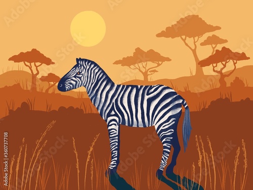 Zebra in the savanna illustration. Beautiful savanna illustration. Safari illustration 