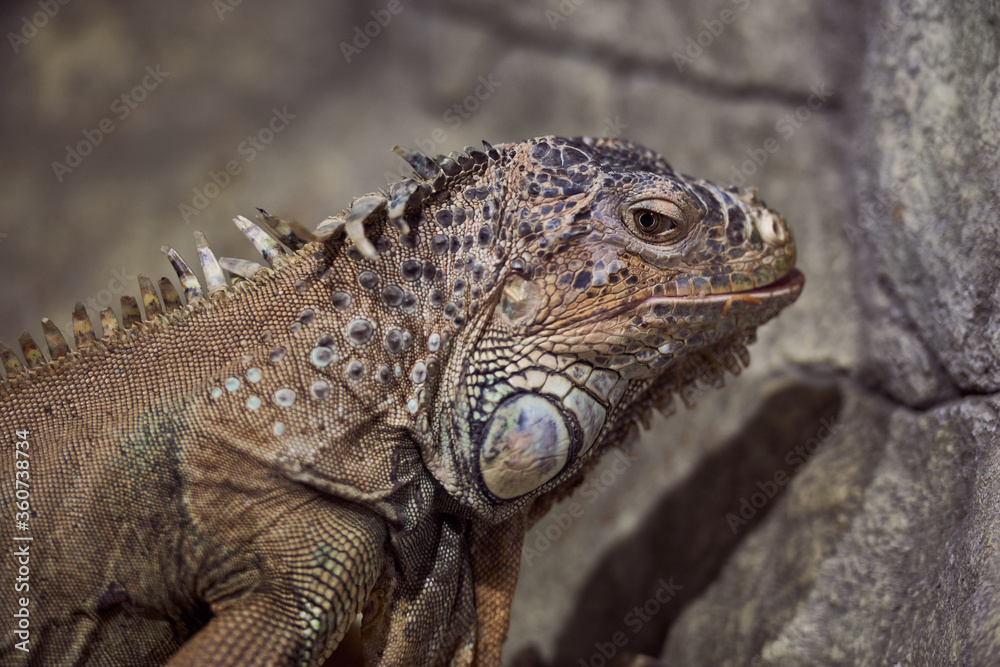 portrait of Iguana Green camouflaged in stones look at camera portrait of Iguana Green camouflaged in stones look at camera