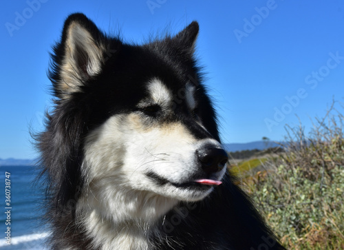 An Alusky Dog with His Tongue Sticking Out photo